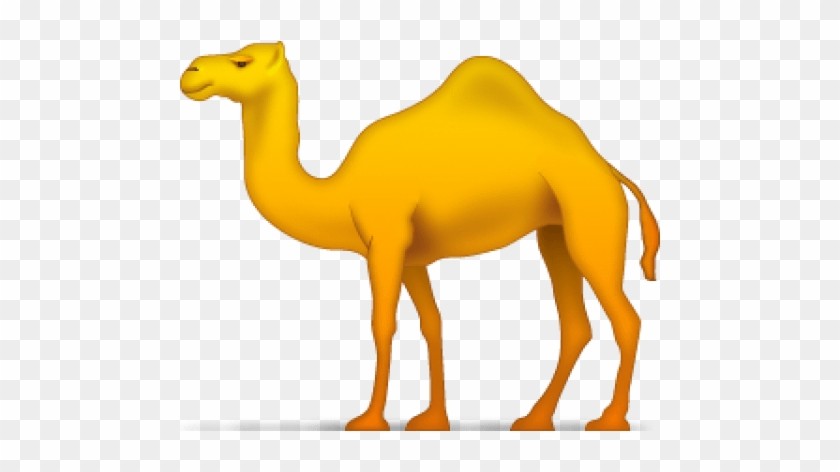  ناقتين مفقودتين