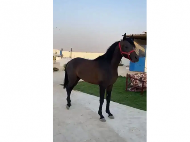  حصان مصري بيور للبيع