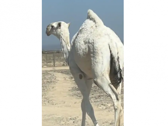  بكره رمانيه كفوو