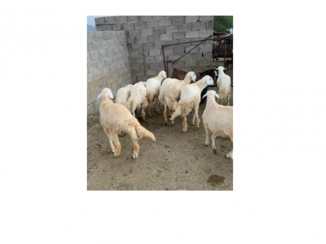  طليان طيبه