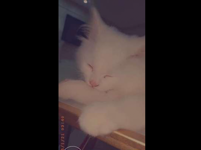  قط شيرازي ابيض نظيف