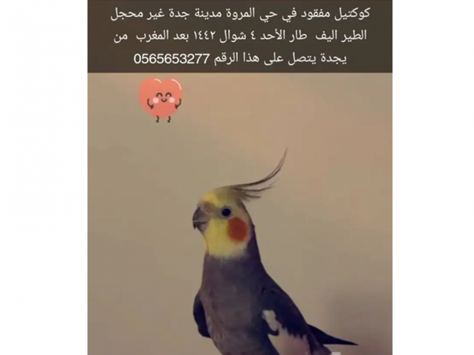  كروان او كوكتيل مفقود في المروه