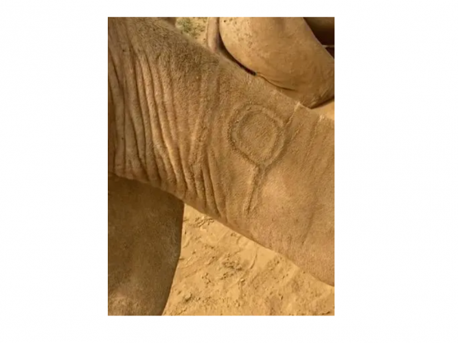  ثانتين ابل ضايعة