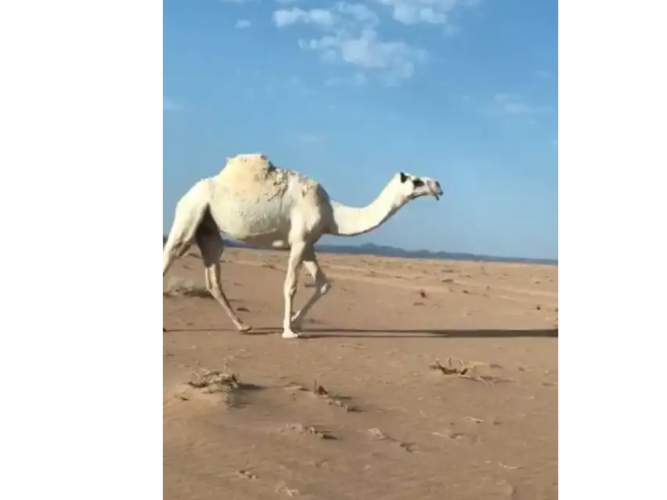  ناقه وضحا ضريبه
