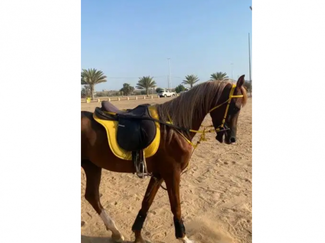  حصان للبيع