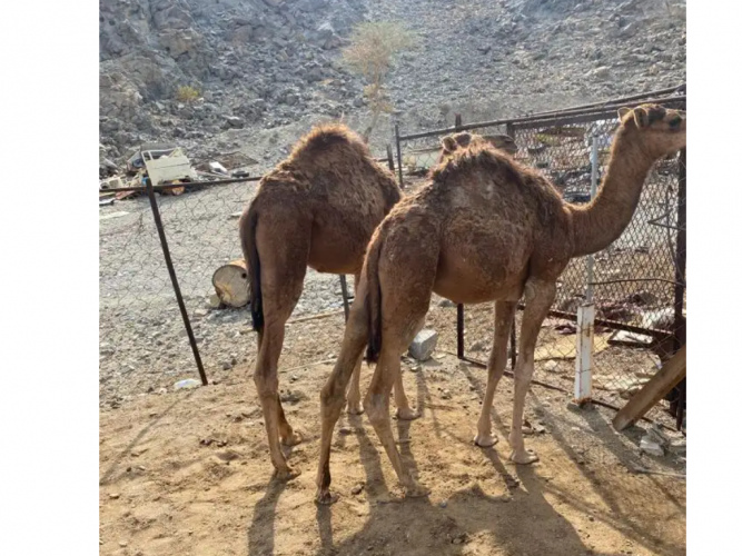  قعدان 2