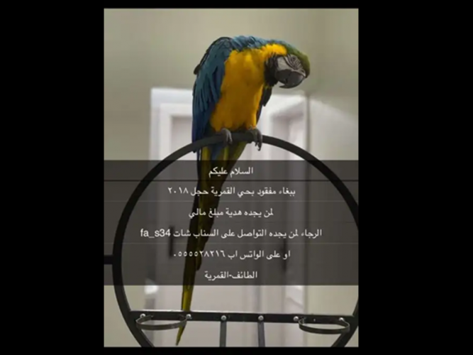  ببغاء مفقود بطائف حي القمريه