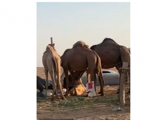  يوجد لدي نياق ضايعه