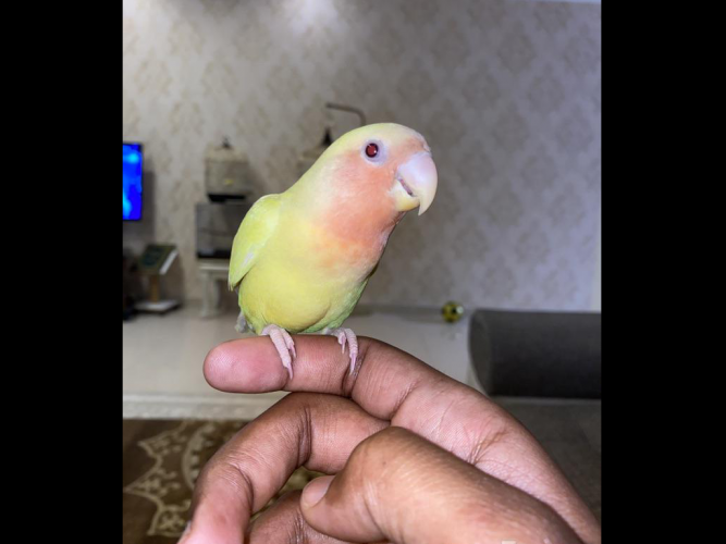  روز لاتينيو