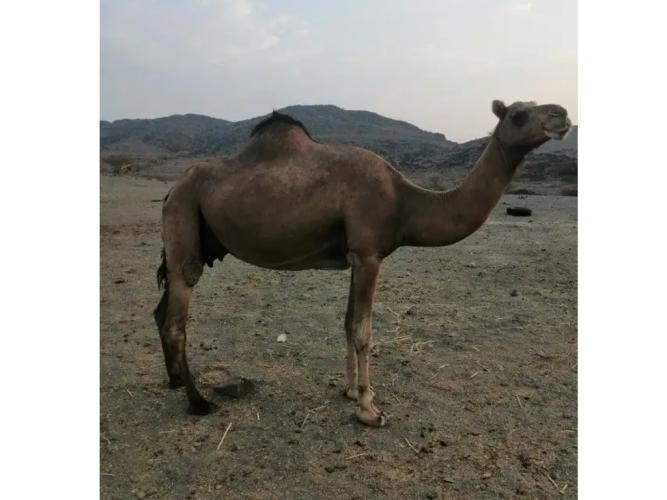  ابل للبيع