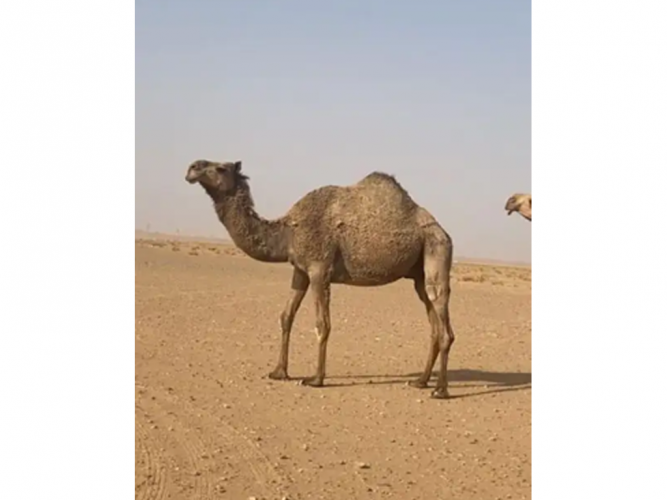  للبيع