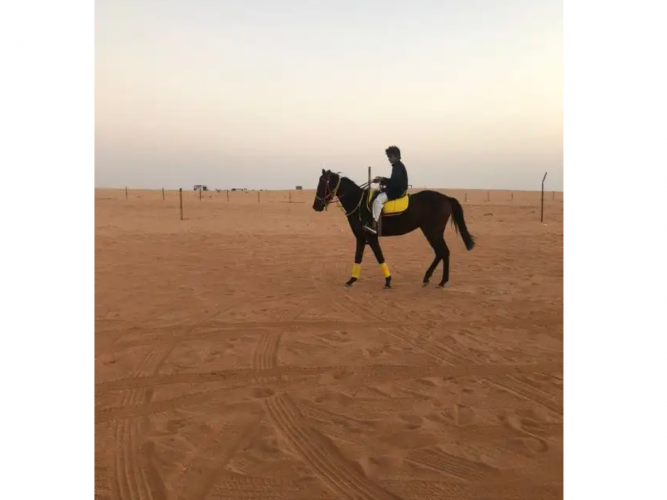  للبيع مهره انجليزيه