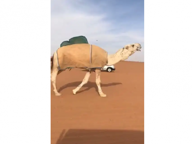  نياق