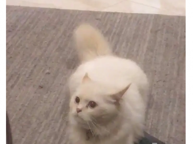  قط مفقود