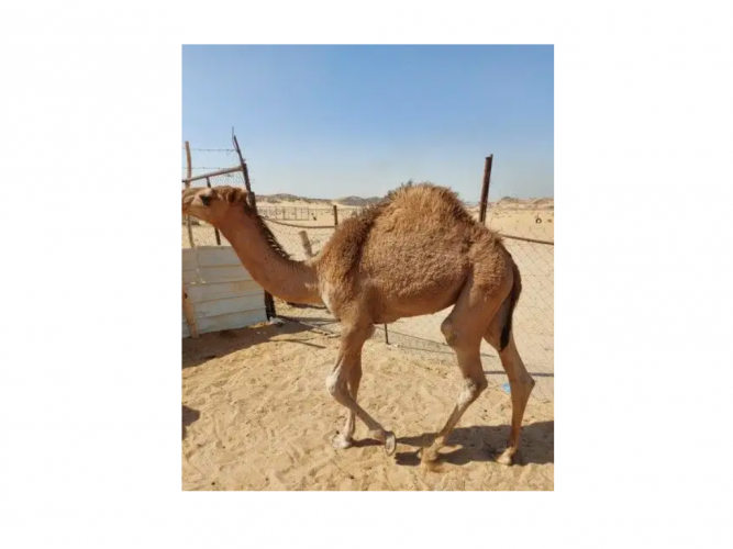  قعدان للبيع