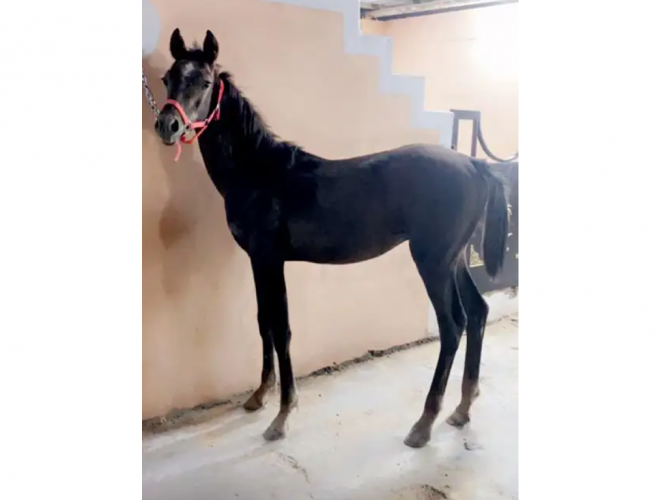  مهر   مهر شعبي
