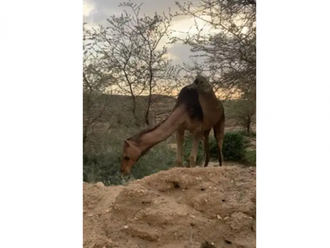  ناقة ضايعه