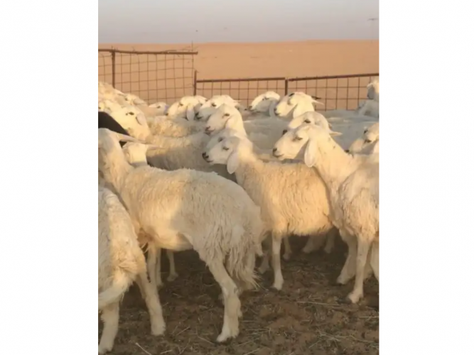  غنم حريات للبيع