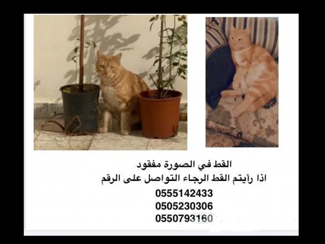  قط مفقود المدينة المنورة الرانوناء