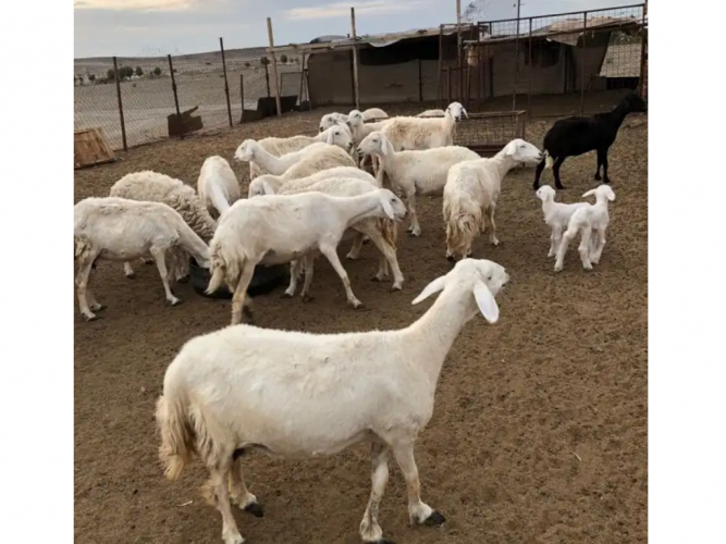  حريات للبيع