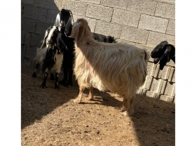  معزا 5 معها 2
