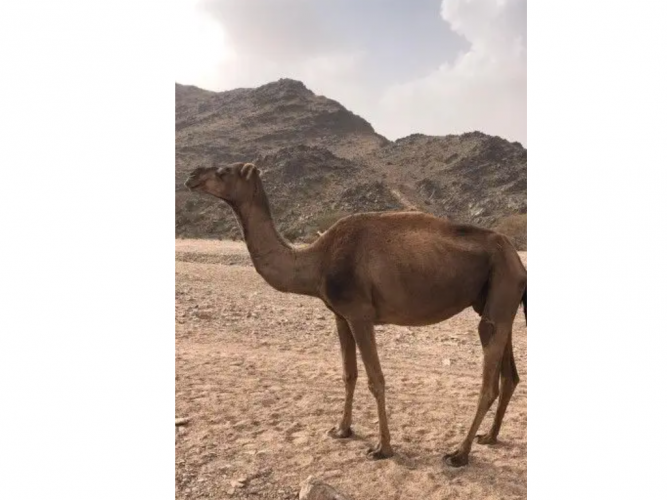  ناقه ضايعه