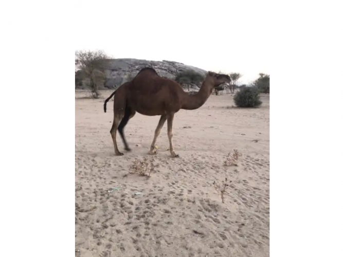  ناقه ساحليه لقحه