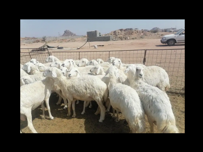  غنم حريه خلفات