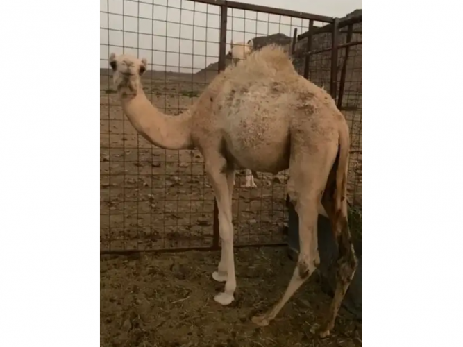 حاشي لباني