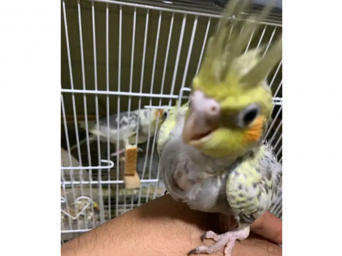  الطير المفقود ضاحية الملك فهد