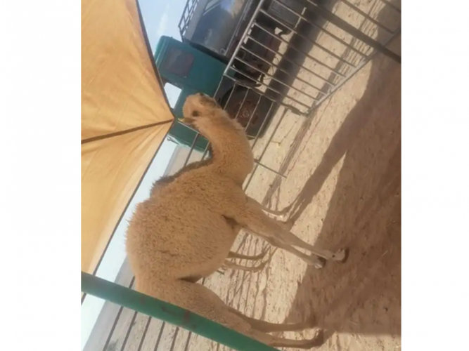  بكار اعمارهن 7 شهور للبيع