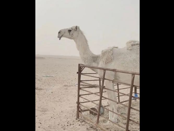  ناقه مفقوده من شهرين ونص