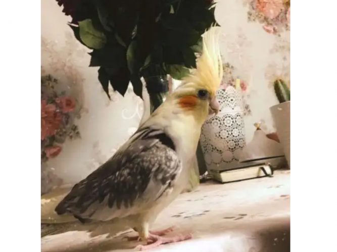  طير مفقود