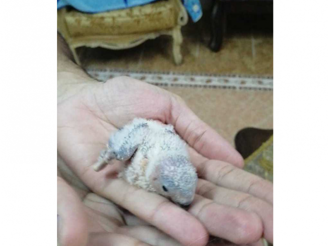  للبيع 2 روز اوبن لاين الجنس غير معروف