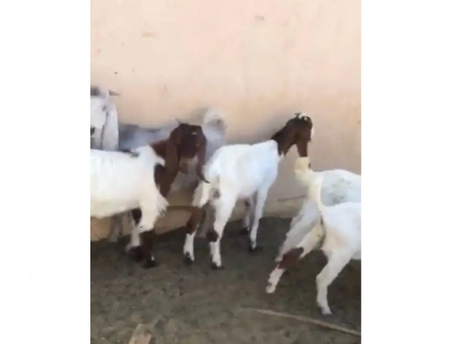  تيوس وجفار للبيع