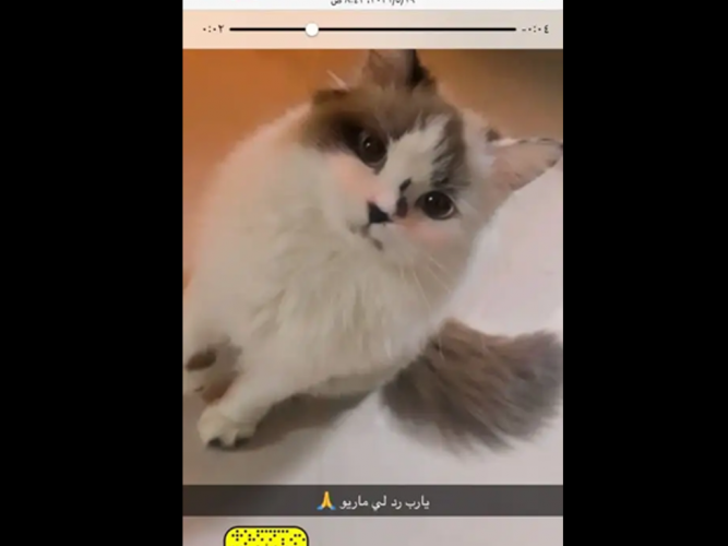 قط شيرازي عمر 9شهور مفقود
