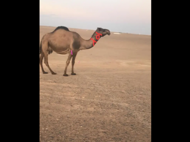  ناقه خلفه معها بكره صفر