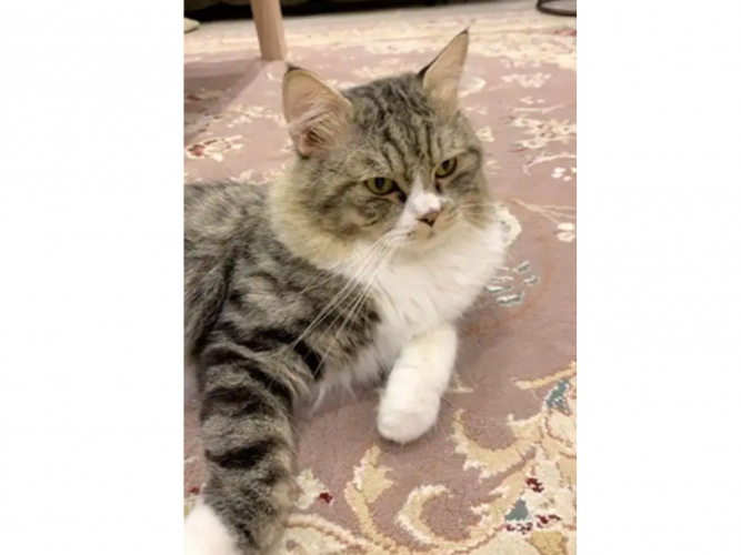  وجدت قط مفقود (الحمدانيه)