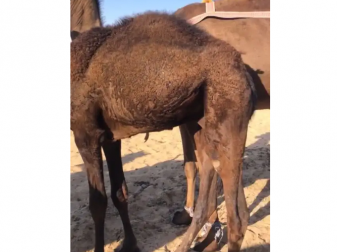  قعود مجهم