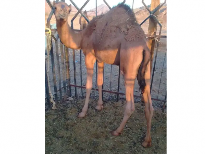  قعود احمر
