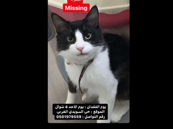  قط مفقود