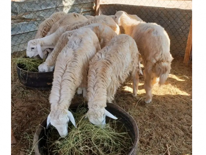  طليان حريه