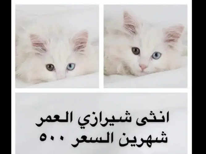  قطه صغيره شيرازي