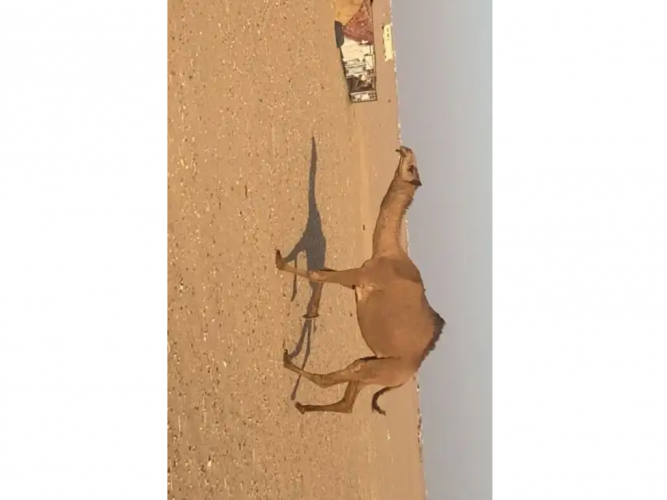  بكرة لقيه للبيع