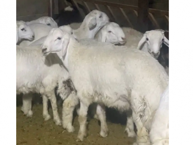  حريات للبيع