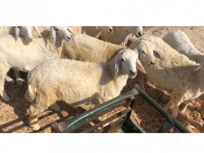  طليان ورخال حريات