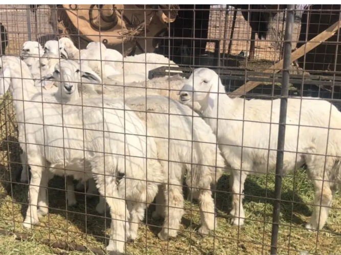  طليان حريه جبره
