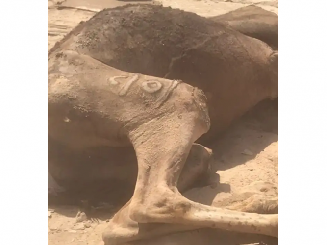  ناقه ضايعه