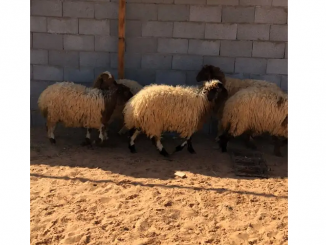  رخال ذبايح