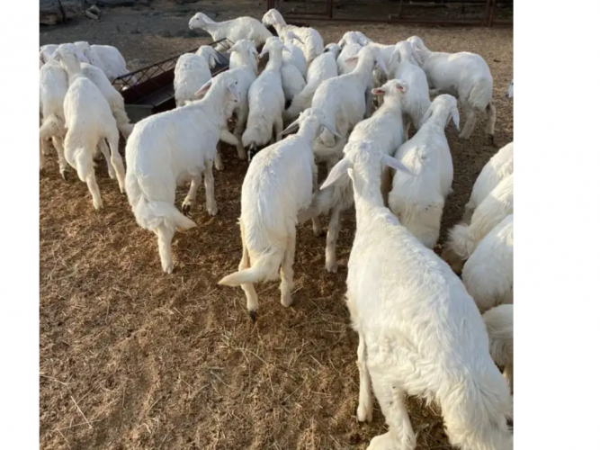  بهم خرفان ورخال